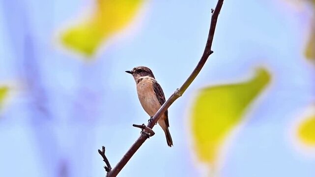 Brown Shrike Perching on Thin Twig with Blurred Spring Foliage