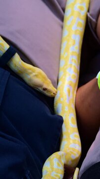 albino python hanging from a branch