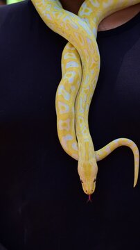 Albino python resting and flicking its tongue.