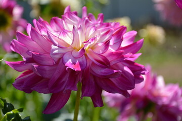 Fototapeta premium Close-up of a pink and white dahlia against a blurred garden background