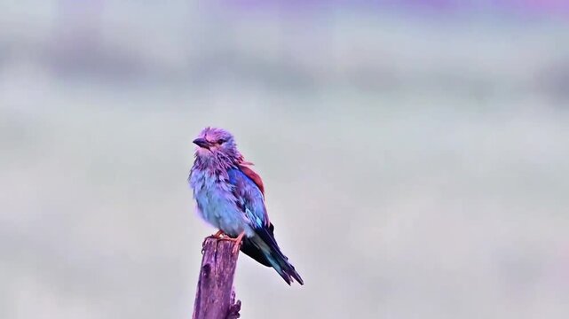 European Roller Perching on Wooden Post with Soft Blurred Background