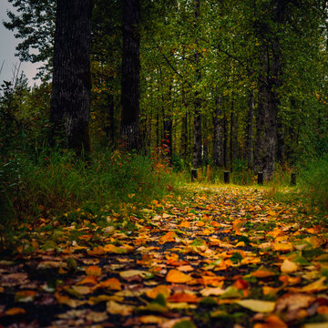 Alaska autumn forest hiking trail landscape at Moose Flat on a rainy day in Girdwood, south of Anchorage, USA