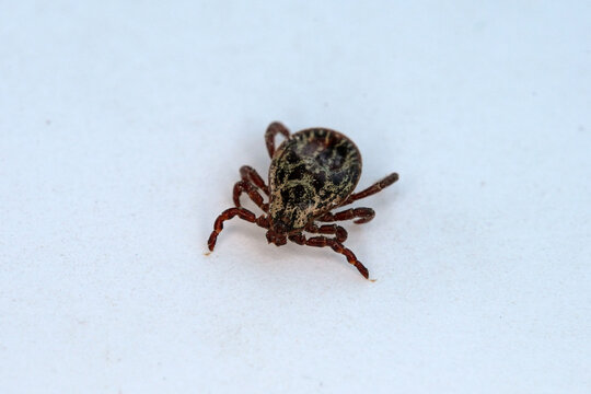Dangerous parasite insect macro shot. Close-up of a tick on white background.
