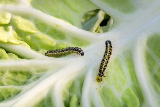 Two cabbage caterpillars crawling on large fresh leaf with a hole. Garden pest feeding on vegetable plant in nature.