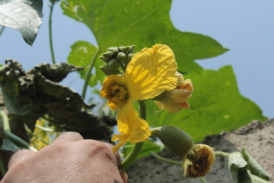 Sponge Gourd (Luffa aegyptiaca) yellow flower in a home garden