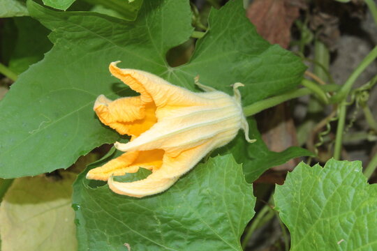 Sponge Gourd (Luffa aegyptiaca) yellow flower in a home garden