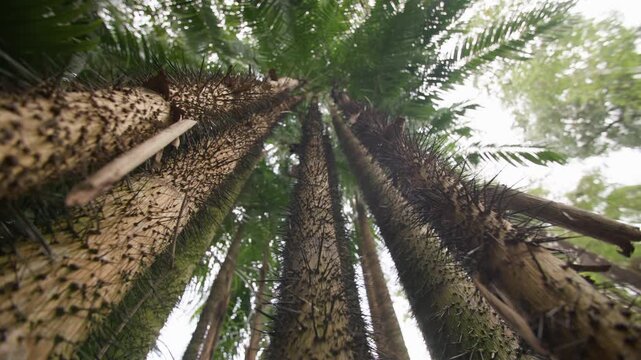 Dense tropical rainforest with exotic flora towering trees and untouched wilderness revealing the spectacular natural landscapes of Asia