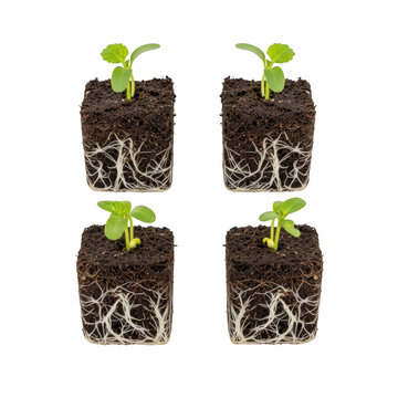 Four small green seedlings growing in square soil blocks with visible roots isolated on transparent background