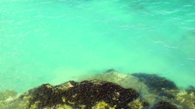 Turquoise water meets rocky shoreline, revealing seaweed and marine life in a coastal scene, highlighting the beauty of nature in a tropical environment