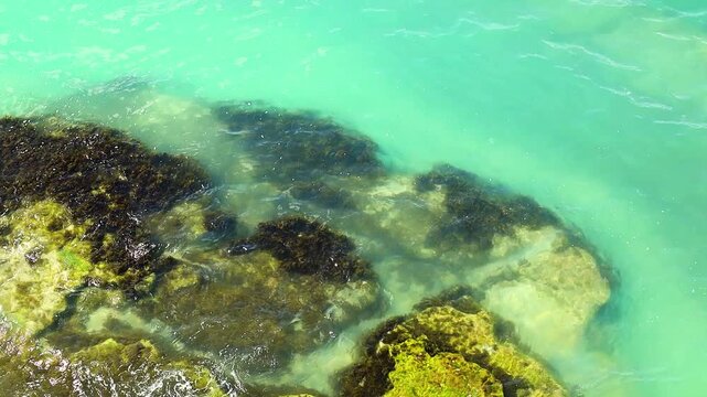 Turquoise water meets rocky shoreline, revealing seaweed and marine life in a coastal scene, highlighting the beauty of nature in a tropical environment