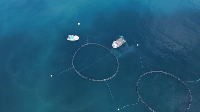 Footage of fish ponds, the main form of aquaculture. Salmon, sea bass, sea bream and trout are the most commonly grown fish in fish ponds used for commercial fishing in the sea, lakes and ponds.