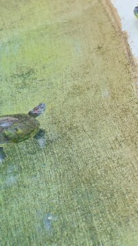 Red-eared slider swimming slowly