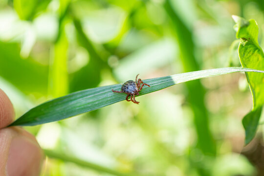 Collect and search for ticks. Encephalitic tick in a man's hand on green background. Dangerous blood-sucking arthropod animal transfers viruses and diseases.