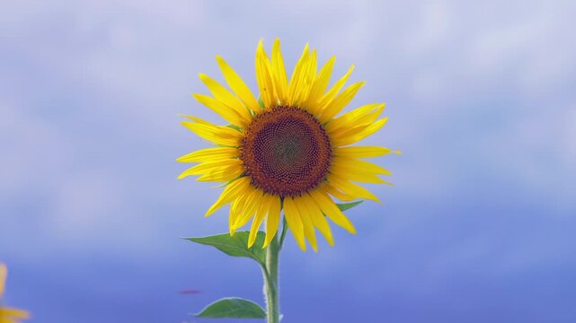 風に揺れる1輪のひまわり クローズアップ 陽光に透ける黄色い花びら 福岡
