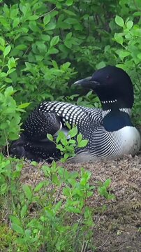 Common Loon Sitting on a Nest in Lush Green Vegetation
