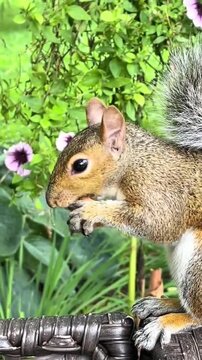 A cute squirrel eating a nut in a garden