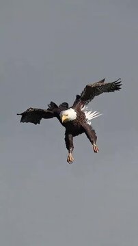Majestic Bald Eagle Diving in Mid-Air