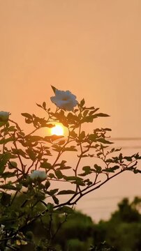 Beautiful white rose flowers silhouetted against a golden sunset