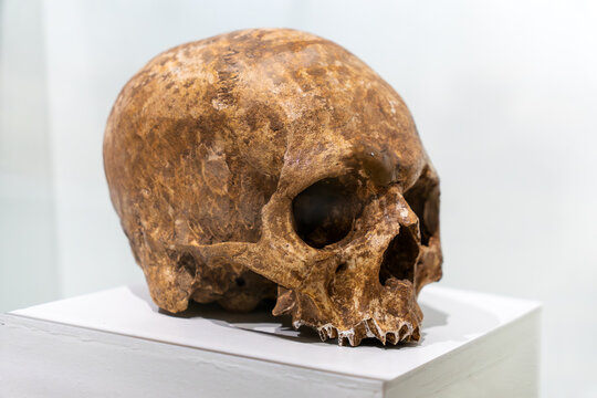 Ancient human skull with detailed texture displayed on white pedestal. Weathered brown bone, deep eye sockets and teeth visible. Museum anthropological specimen in soft studio light.