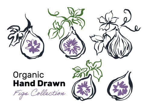 Organic hand drawn fig fruit collection, purple green sketch, food line art