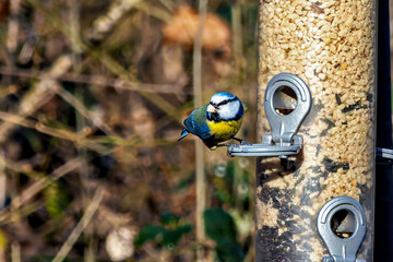 The Eurasian blue tit, Cyanistes caeruleus is a small passerine bird in the tit family, Paridae. © rudiernst