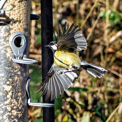 The Great Tit, Parus major from the tit family Paridae, perched on a bird feeder containing birdseed. © rudiernst