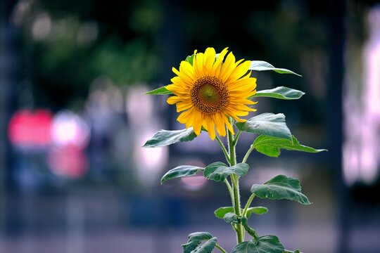 Dingle sunflower in the City. Horizontal image with bokee basckground .