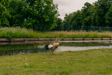 Egyptian goose (Alopochen aegyptiaca), a distinctive waterfowl species of the duck family - 8 September 2026. © IBRESTER