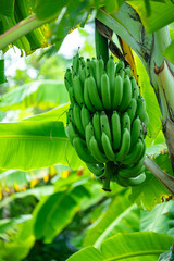 bunch of bananas © Putt_1983