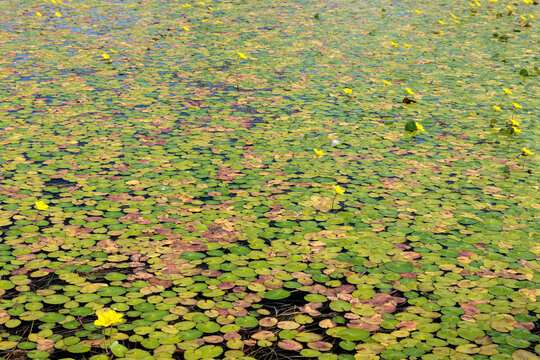 Nymphoides peltata. Stagnant waters covered with yellow false water lily.