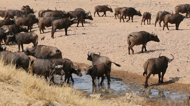 Large herd of African buffaloes (Syncerus caffer) gathering at a river to drink, Kruger National Park, South Africa