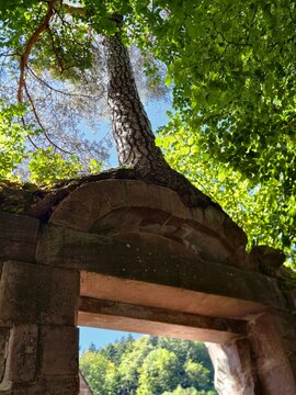 Germany ancient stone arch overtaken by tall tree beneath bright forest canopy