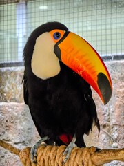yellow billed toucan © Young G