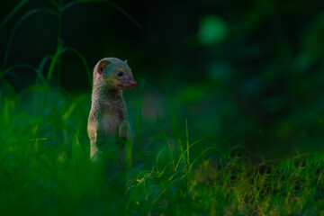 An Indian grey mongoose stands alert among tall grass in Jhalana Leopard Reserve, Rajasthan, surrounded by lush green vegetation and a beautifully blurred forest background. © Rohit Beniwal