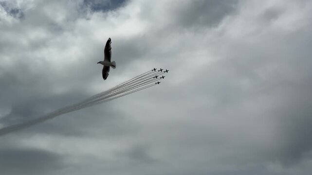 Vintage Warbird Aircraft Flying in Formation at Gold Coast Pacific Airshow
