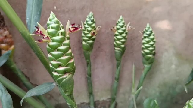 Common Ginger: A pan right camera movement reveals unique green cone-shaped flower spikes of Zingiber officinale growing outdoor.