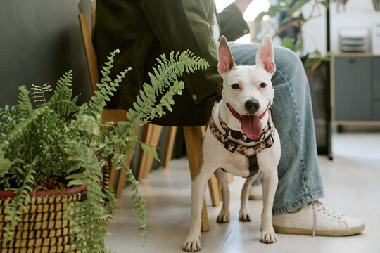 Portrait of happy dog standing by owner at veterinary clinic waiting room. Pet care image suitable for veterinary services, animal healthcare promotion and domestic pet insurance