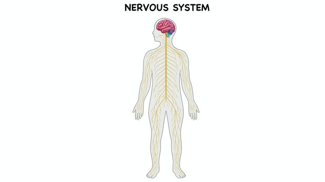 Animation of Human nervous system diagram mapping central and peripheral networks, detailing brain cerebrum, cerebellum, brainstem, spinal cord fibers, and individual neuron cell