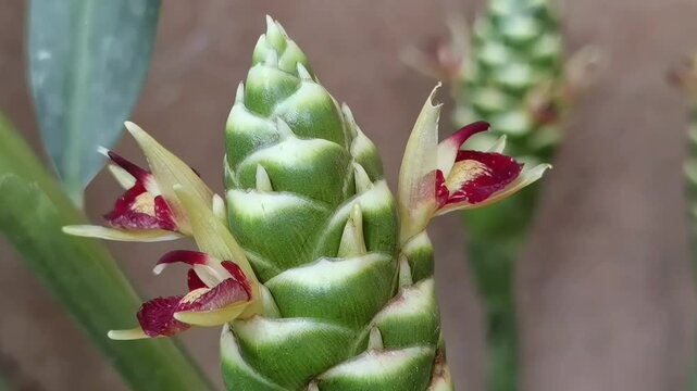 Common Ginger: A close up pan right camera shot showcases the intricate red and yellow orchids-like blossoms emerging from a green Zingiber officinale cone.