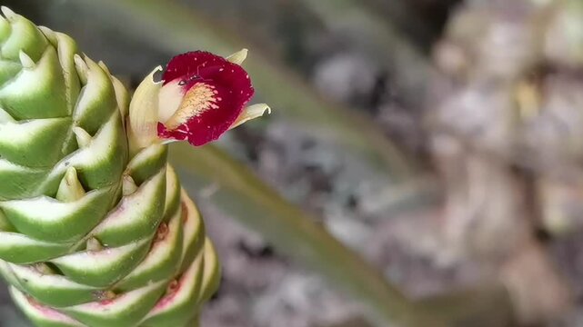 Common Ginger: A pan right camera movement captures a tiny ant exploring the vibrant red and yellow blossom of a Zingiber officinale flower spike.