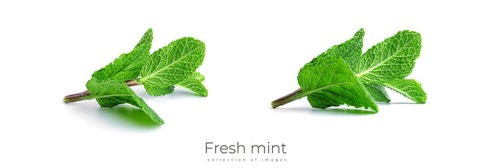 Fresh, green mint leaves on a white background. High quality photo © Светлана Гуркова