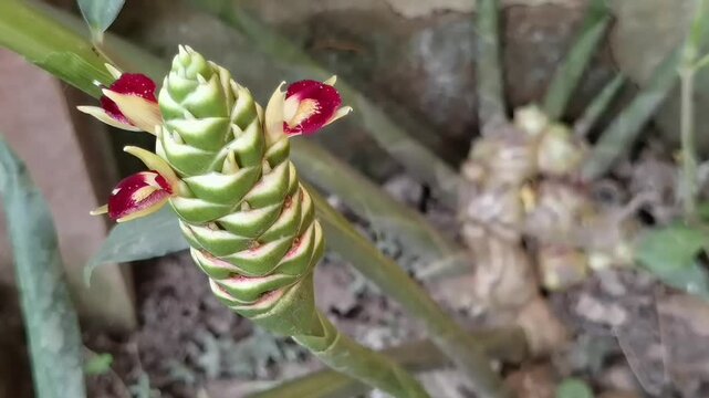 Common Ginger: A pan right camera movement reveals a green flower spike with a blurry view of fresh Zingiber officinale ginger roots on the ground.