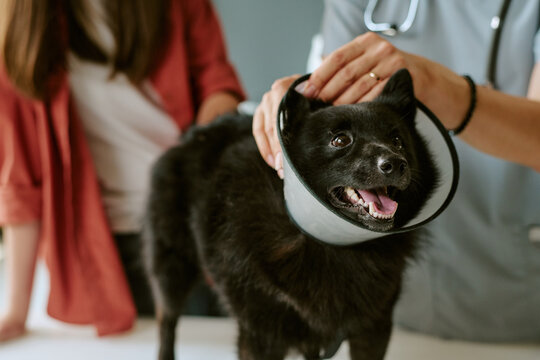 Veterinarian examining small black dog wearing medical cone collar during checkup in clinic. Image useful for veterinary care, pet recovery, and animal healthcare promotions