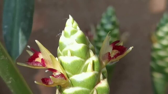 Common Ginger: A pan right camera movement focuses on a tiny insect resting on the green cone apex of a blooming Zingiber officinale flower spike.
