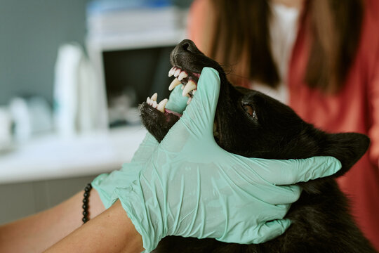 Close up shot of veterinarian examining black dog teeth during dental checkup at clinic. Concept representing pet healthcare, veterinary medicine, animal dentistry, and wellness care