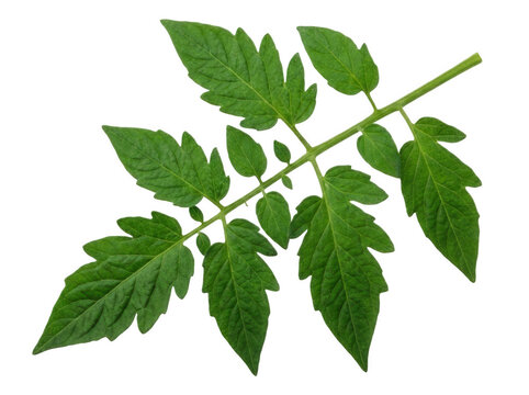 Single large tomato leaf with detailed veins and serrated edges isolated on transparent background for botanical and gardening projects