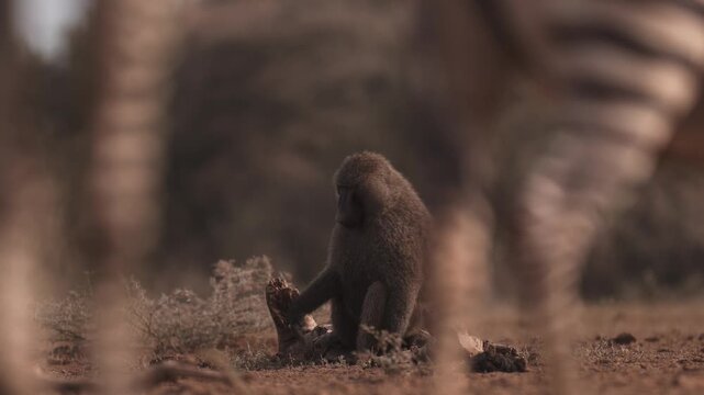 Alpha Male Baboon, Safari Animals in Kenya Africa, Large Dominant Baboon African Wildlife and Nature.