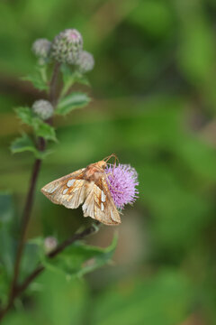 A Gold Spot Moth, Plusia festucae, pollinating a Thistle flower.