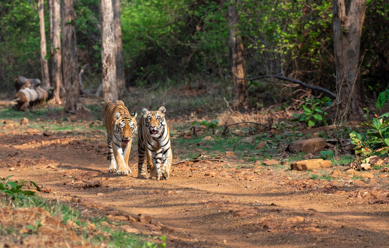 Two tigers walking on the forest road. Close up, selective focus