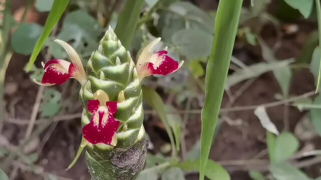 Common Ginger: A pan right camera movement captures an exotic Zingiber officinale flower with three red petals blooming softly in a gentle wind.